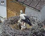 Capi_Dubne_20260611_143503.jpg