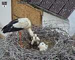 Capi_Dubne_20260611_145504.jpg
