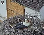 Capi_Dubne_20260611_150002.jpg
