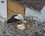 Capi_Dubne_20260611_152502.jpg