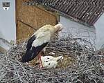 Capi_Dubne_20260611_153003.jpg