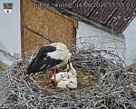 Capi_Dubne_20260611_153503.jpg