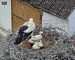 Capi_Dubne_20260611_155002.jpg
