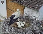 Capi_Dubne_20260611_155504.jpg