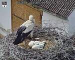 Capi_Dubne_20260611_160002.jpg