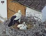 Capi_Dubne_20260611_160502.jpg