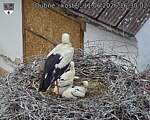Capi_Dubne_20260611_163002.jpg
