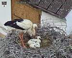 Capi_Dubne_20260611_163503.jpg