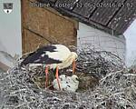 Capi_Dubne_20260611_164502.jpg
