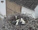 Capi_Dubne_20260611_165002.jpg