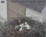 Capi_Dubne_20260611_165503.jpg