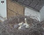 Capi_Dubne_20260611_170502.jpg
