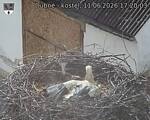 Capi_Dubne_20260611_172003.jpg