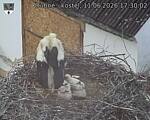 Capi_Dubne_20260611_173002.jpg
