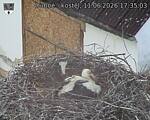 Capi_Dubne_20260611_173503.jpg