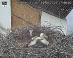 Capi_Dubne_20260611_174002.jpg