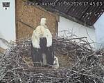 Capi_Dubne_20260611_174503.jpg