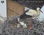Capi_Dubne_20260611_180002.jpg