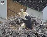 Capi_Dubne_20260611_182003.jpg