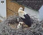 Capi_Dubne_20260611_183002.jpg