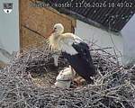 Capi_Dubne_20260611_184002.jpg