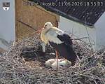 Capi_Dubne_20260611_185503.jpg