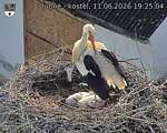 Capi_Dubne_20260611_192504.jpg
