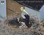 Capi_Dubne_20260611_200502.jpg