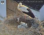 Capi_Dubne_20260611_202002.jpg