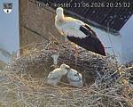Capi_Dubne_20260611_202502.jpg
