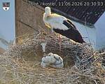 Capi_Dubne_20260611_203003.jpg