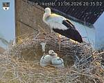 Capi_Dubne_20260611_203502.jpg