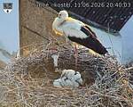 Capi_Dubne_20260611_204003.jpg