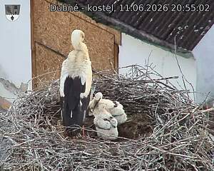 Capi_Dubne_20260611_205502.jpg (1350&nbsp;x&nbsp;1080)