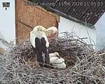 Capi_Dubne_20260611_210503.jpg
