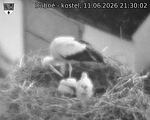 Capi_Dubne_20260611_213002.jpg