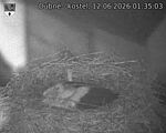 Capi_Dubne_20260612_013503.jpg