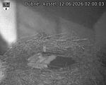 Capi_Dubne_20260612_020003.jpg