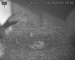 Capi_Dubne_20260612_021002.jpg