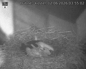 Capi_Dubne_20260612_035502.jpg (1350&nbsp;x&nbsp;1080)
