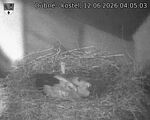 Capi_Dubne_20260612_040503.jpg