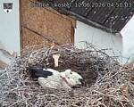 Capi_Dubne_20260612_045003.jpg