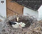 Capi_Dubne_20260612_045502.jpg