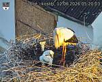 Capi_Dubne_20260612_052003.jpg