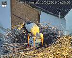 Capi_Dubne_20260612_052503.jpg