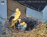 Capi_Dubne_20260612_053003.jpg