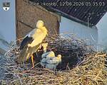 Capi_Dubne_20260612_053503.jpg