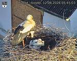 Capi_Dubne_20260612_054503.jpg