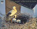 Capi_Dubne_20260612_055004.jpg