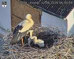 Capi_Dubne_20260612_060004.jpg